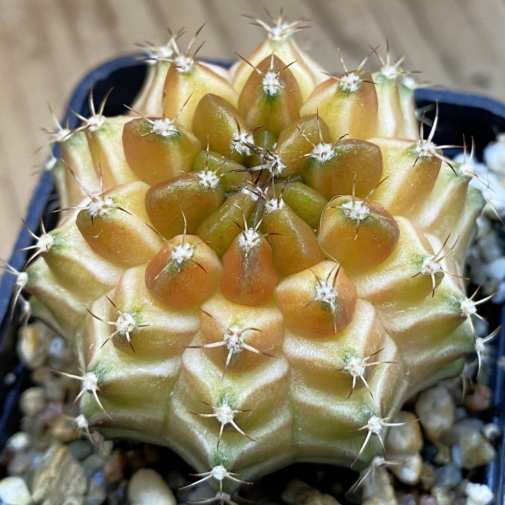 SH36901 Gymnocalycium mihanovichii ‘Neon’ hybrid, seedling