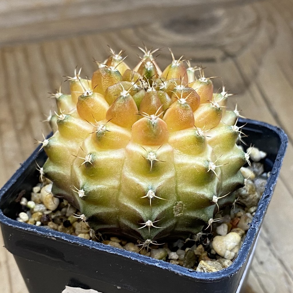 SH36901 Gymnocalycium mihanovichii ‘Neon’ hybrid, seedling – Bild 2