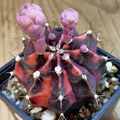 SH36903 Gymnocalycium mihanovichii ‘Orenji’