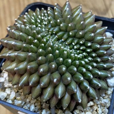 SH36881 Gymnocalycium mihanovichii ‘inermis’ f. cristata