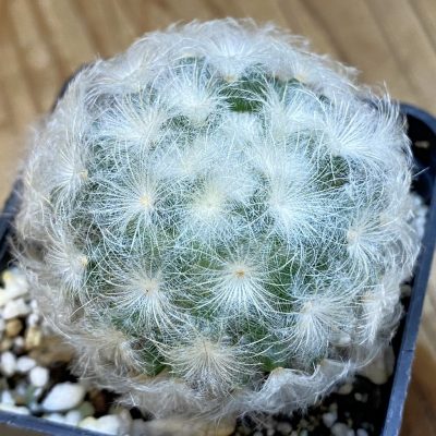 SH36904 Mammillaria plumosa