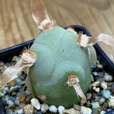SH36906 Tephrocactus papyracanthus