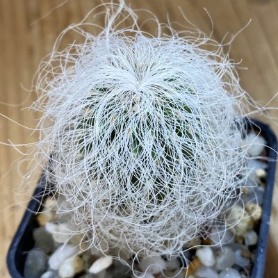 SH36907 Cephalocereus senilis