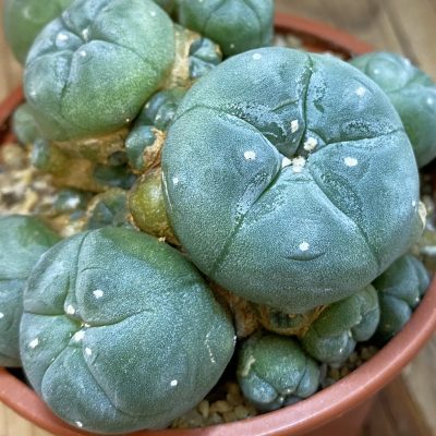 SH36908 Anhalonium williamsii v. caespitosa