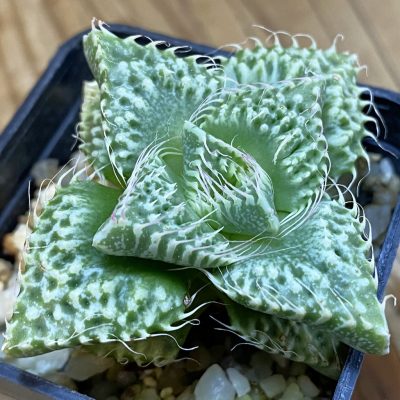 SH36909 Faucaria tuberculosa, seedling -Japan-