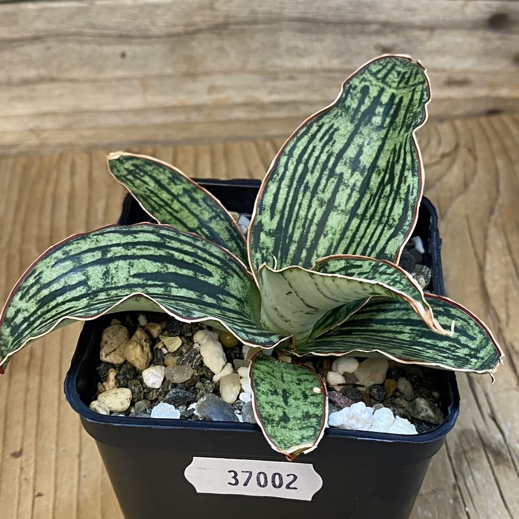 SH37002 Sansevieria 'Cleopatra' hybrid - Image 2