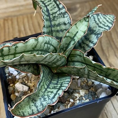 SH37003 Sansevieria 'Arboyo' hybrid