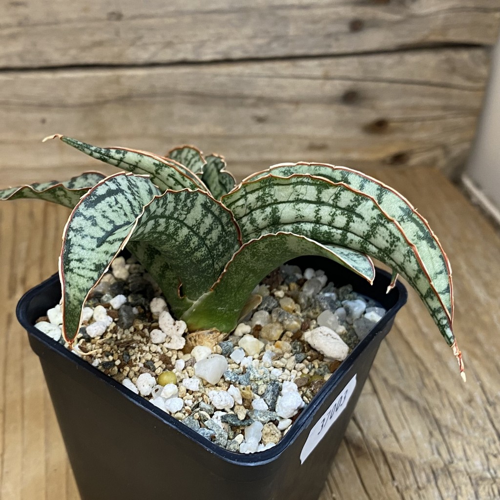 SH37003 Sansevieria 'Arboyo' hybrid - Image 2