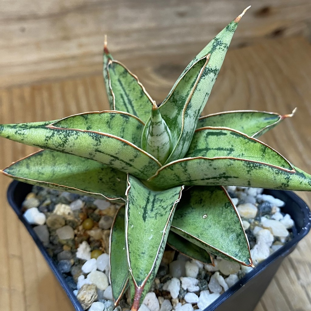 SH37004 Sansevieria 'Donny' hybrid