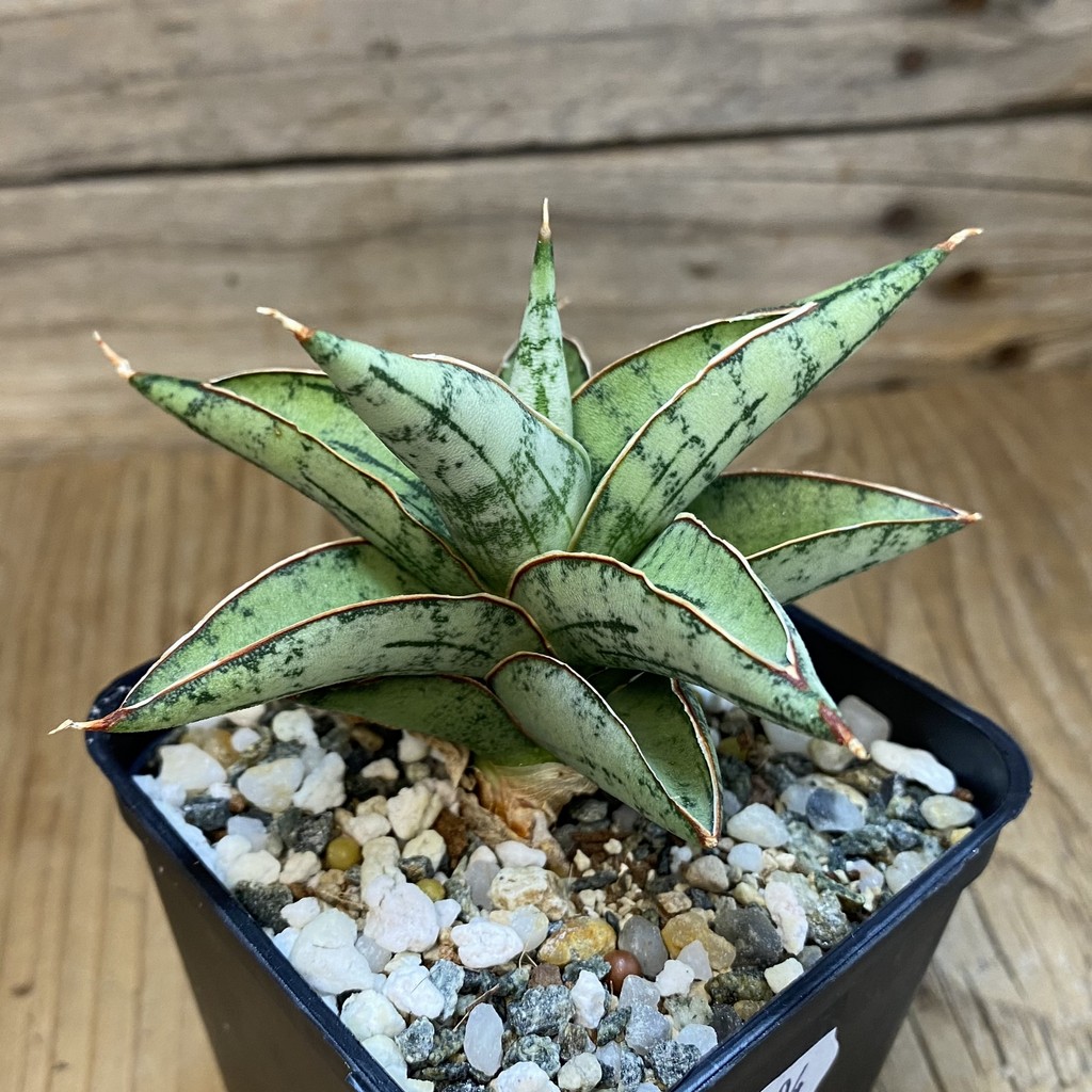 SH37004 Sansevieria 'Donny' hybrid - Image 2