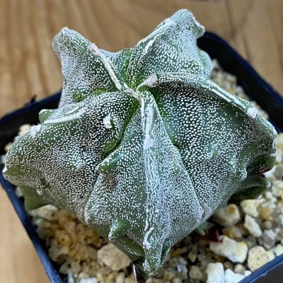 SH36973 Astrophytum myriostigma ‘Fukuryu’