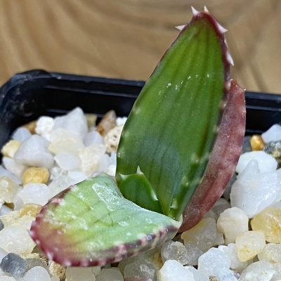 SH37006 Aloe pavelkae PV 1781, seedling