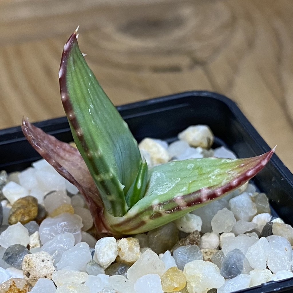 SH37006 Aloe pavelkae PV 1781, seedling - Image 2