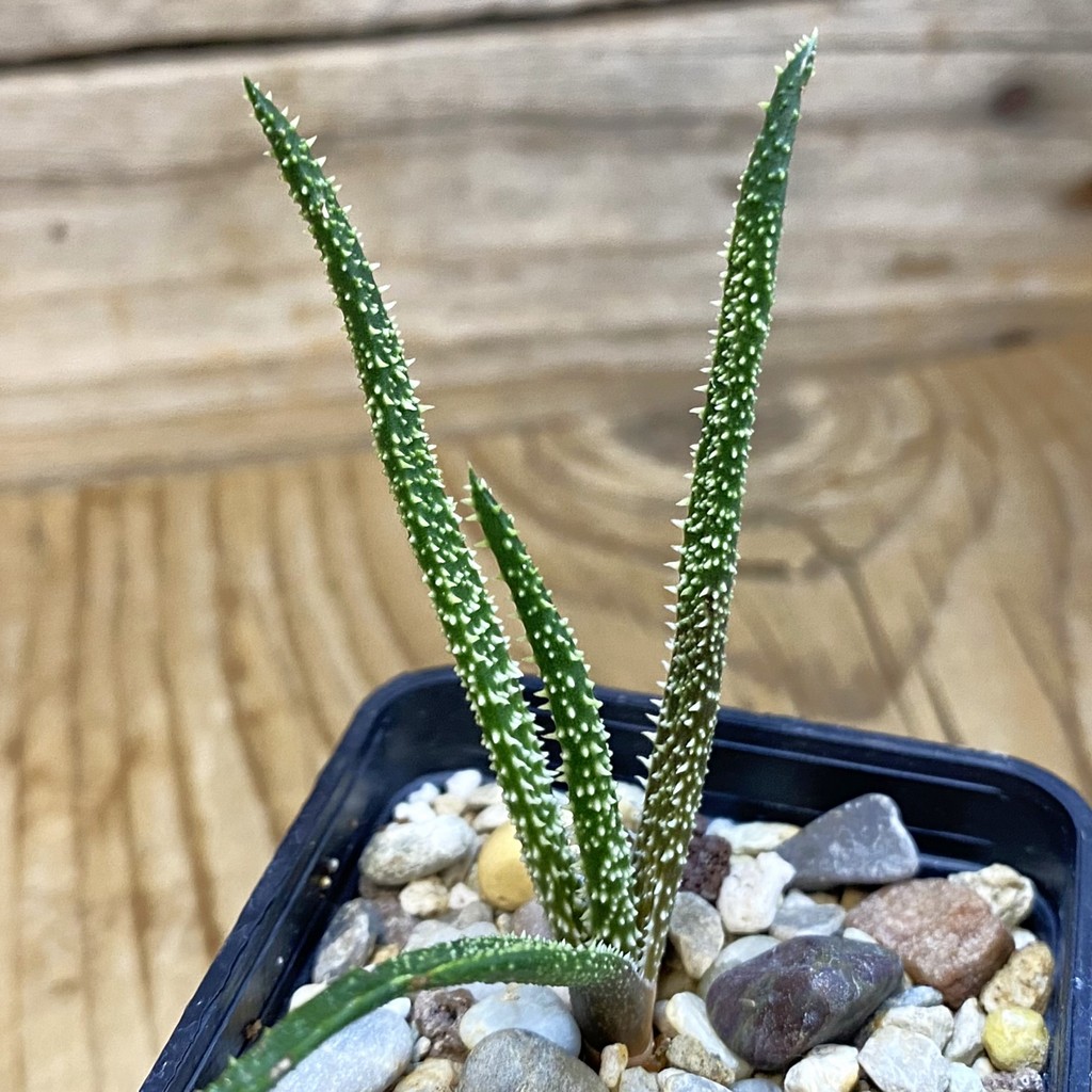 SH37007 Aloe delicatifolia