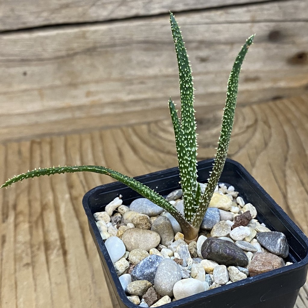 SH37007 Aloe delicatifolia - Image 2