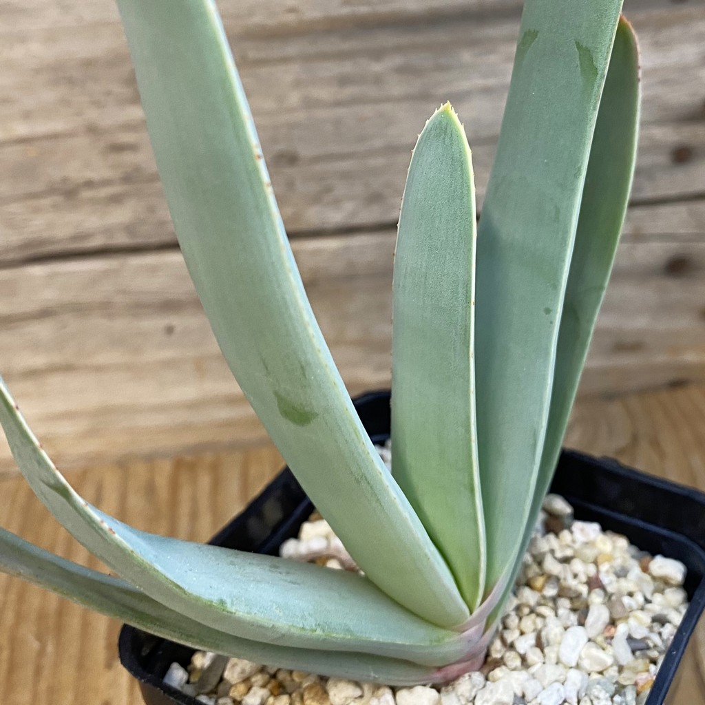 SH37008 Aloe plicatilis