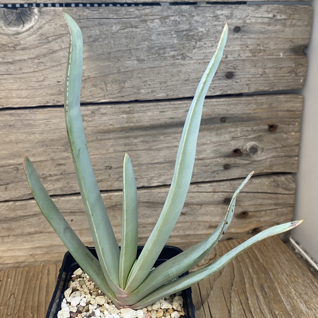 SH37008 Aloe plicatilis - Image 2