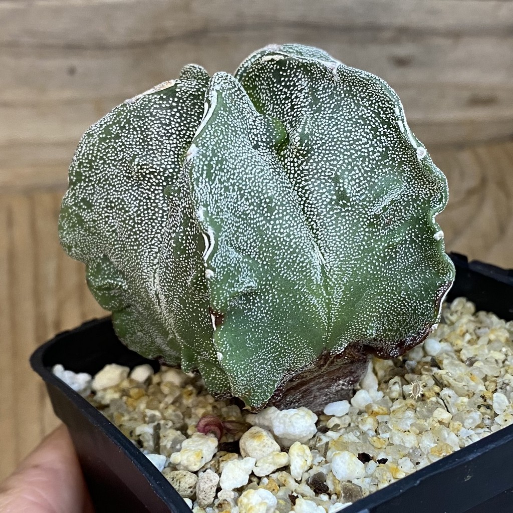 SH36973 Astrophytum myriostigma ‘Fukuryu’ - Image 2
