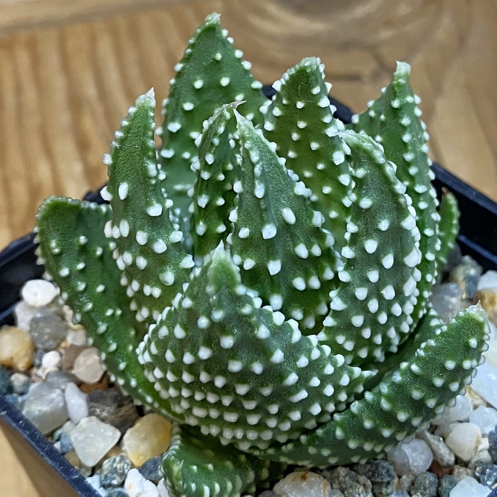 SH37009 Haworthia pumila, compact form
