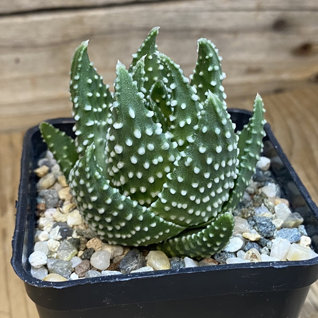 SH37009 Haworthia pumila, compact form - Image 2