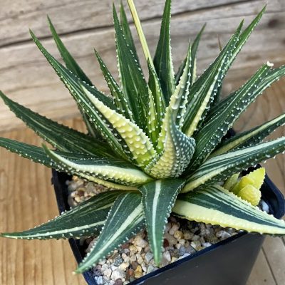 SH37010 Haworthia pumila f. variegata hybrid