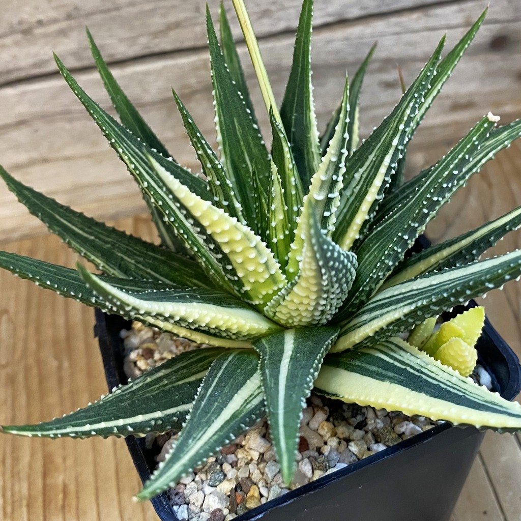 SH37010 Haworthia pumila f. variegata hybrid