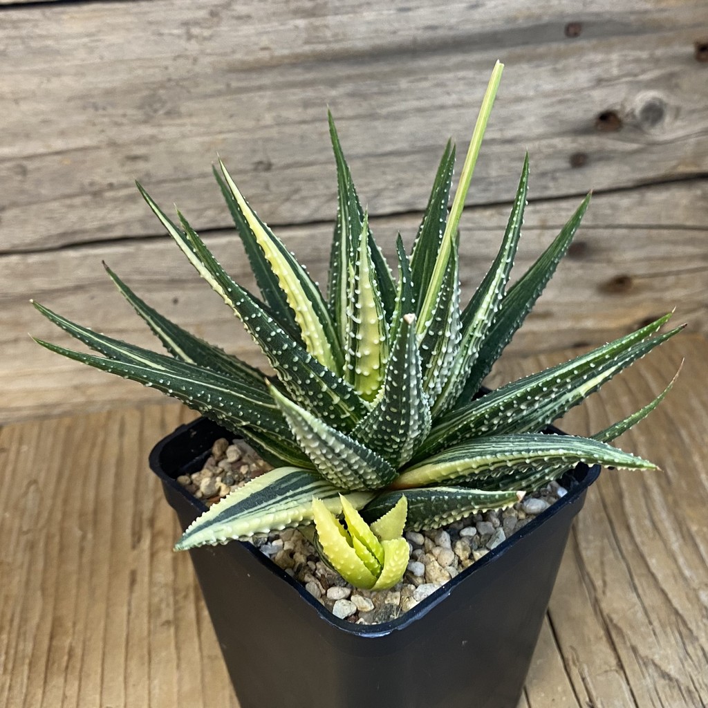 SH37010 Haworthia pumila f. variegata hybrid - Image 2