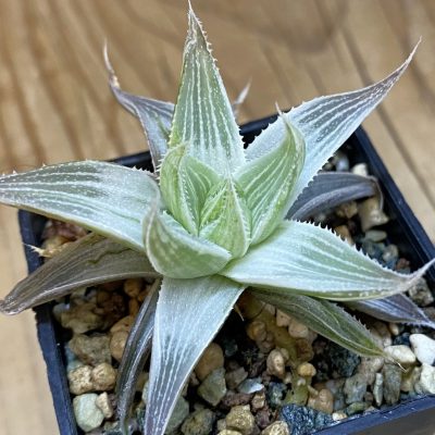 SH37011 Haworthia retusa 'Grey Ghost' f. variegata