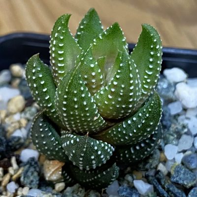 SH37012 Haworthia coarctata