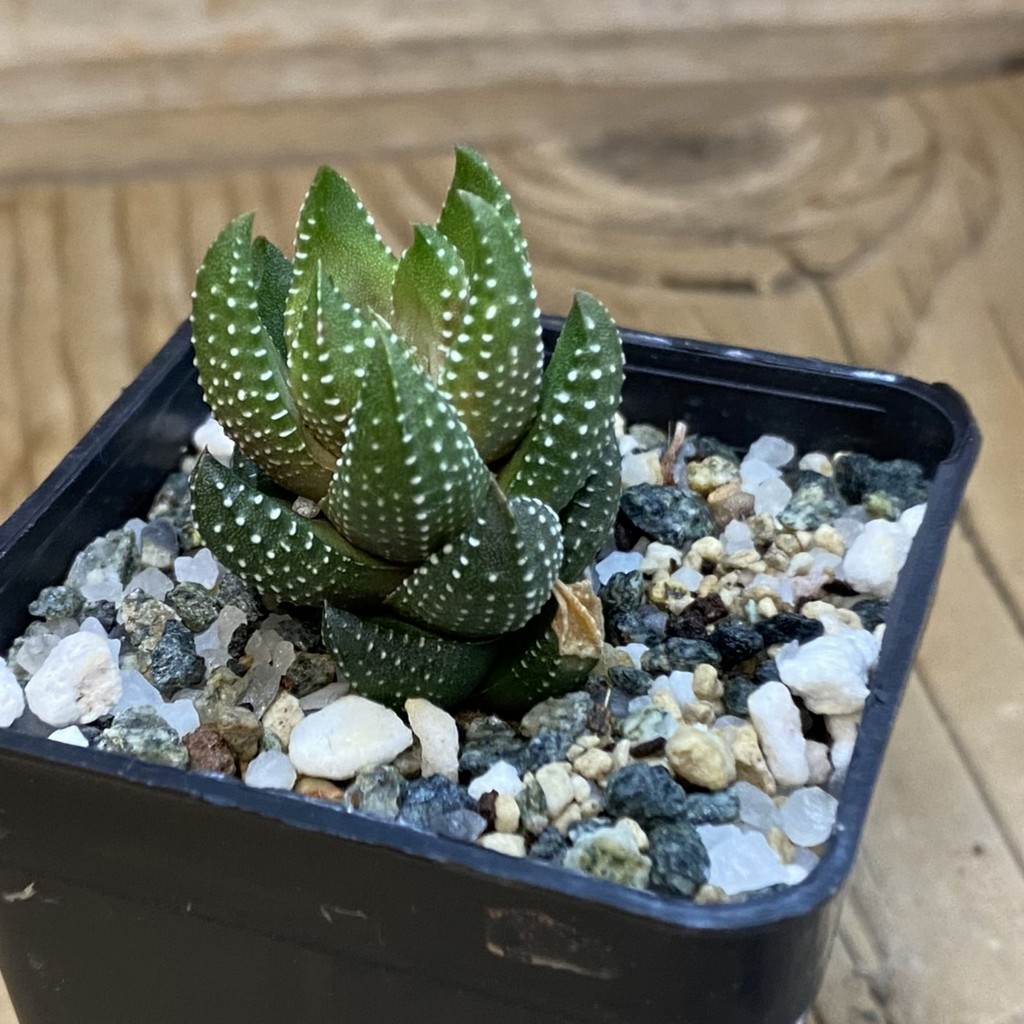 SH37012 Haworthia coarctata - Image 2