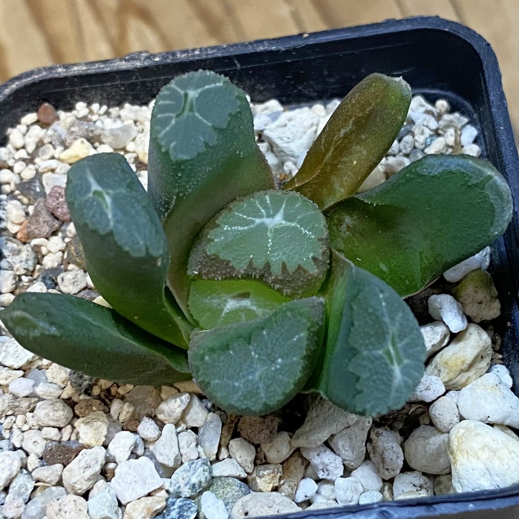 SH37013 Haworthia maughanii -Japan-