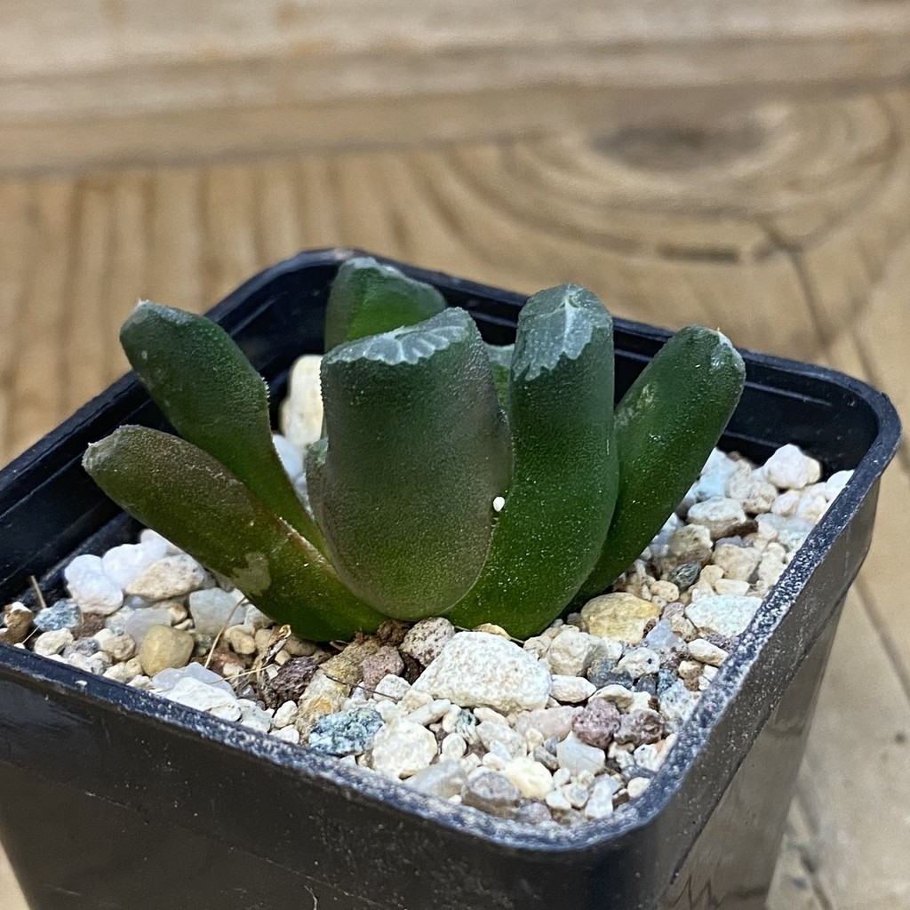 SH37013 Haworthia maughanii -Japan- - Image 2