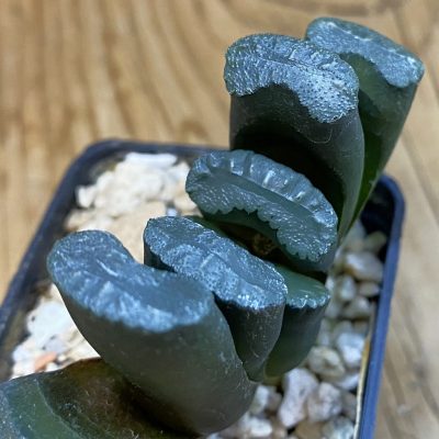 SH37014 Haworthia truncata