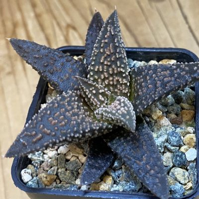 SH37015 Haworthia 'Kintaikyo' x pumila