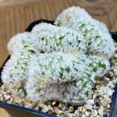 SH36974 Mammillaria carmenae f. cristata