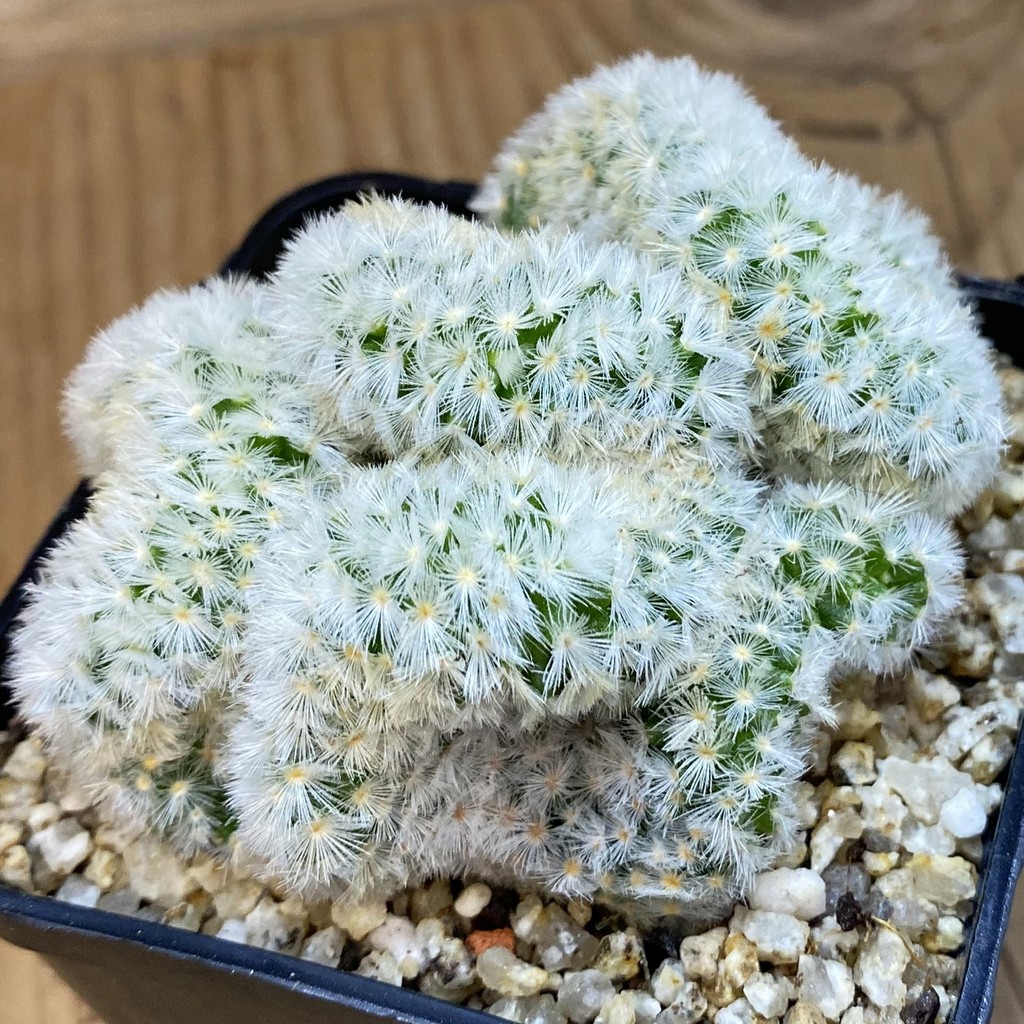 SH36974 Mammillaria carmenae f. cristata