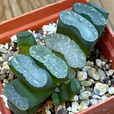 SH37016 Haworthia truncata -Japan-