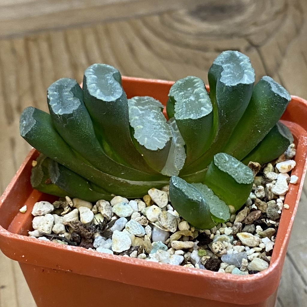SH37016 Haworthia truncata -Japan- - Image 2