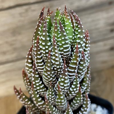 SH37017 Haworthia reinwardtii IB8555 -Technel-
