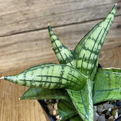 SH37018 Sansevieria ‘Manja’ hybrid