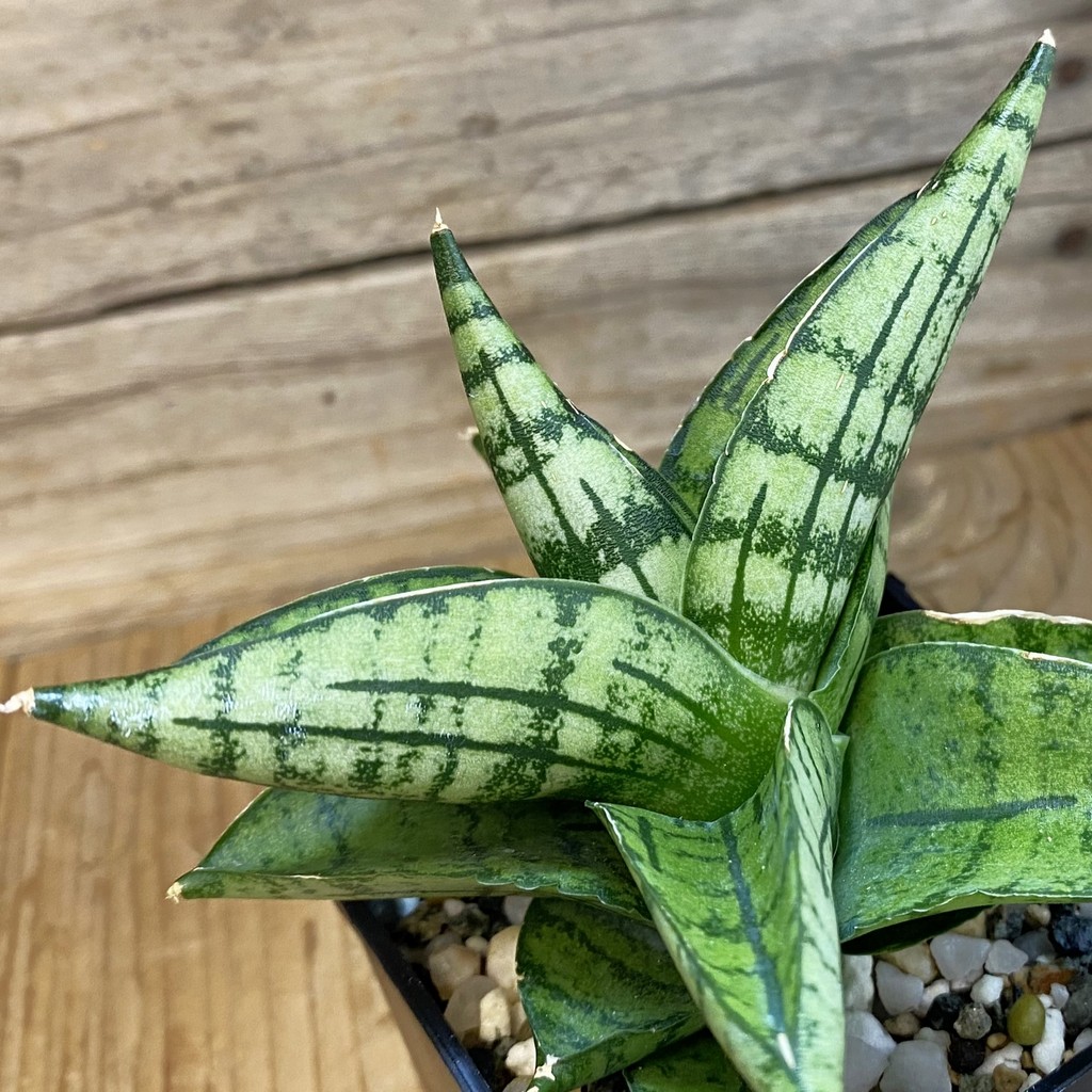SH37018 Sansevieria ‘Manja’ hybrid