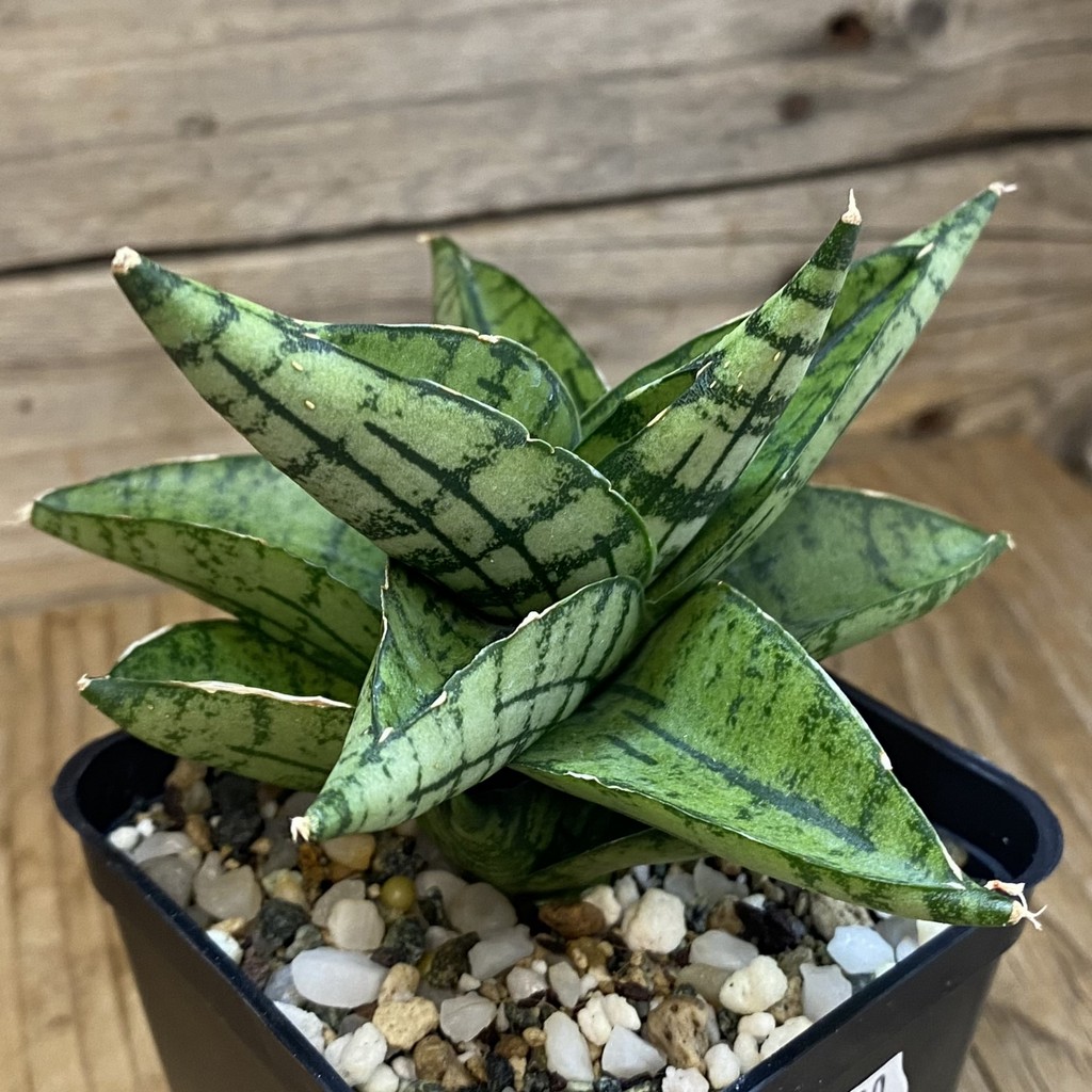 SH37018 Sansevieria ‘Manja’ hybrid - Image 2