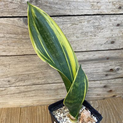SH37019 Sansevieria trifasciata ‘Golden Flame’