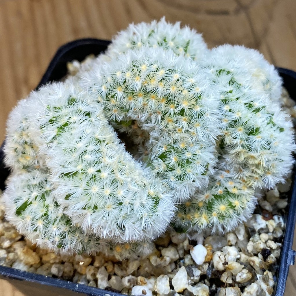 SH36974 Mammillaria carmenae f. cristata - Image 2