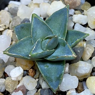 SH37020 Agave filifera x victoriae-reginae compact