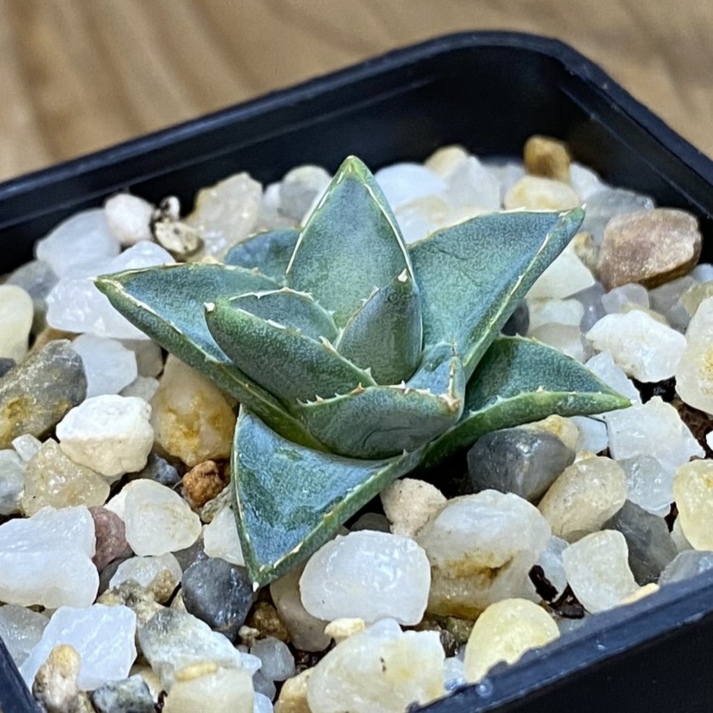 SH37020 Agave filifera x victoriae-reginae compact - Image 2