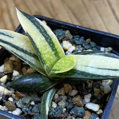 SH37021 Gasteria maculata f. variegata