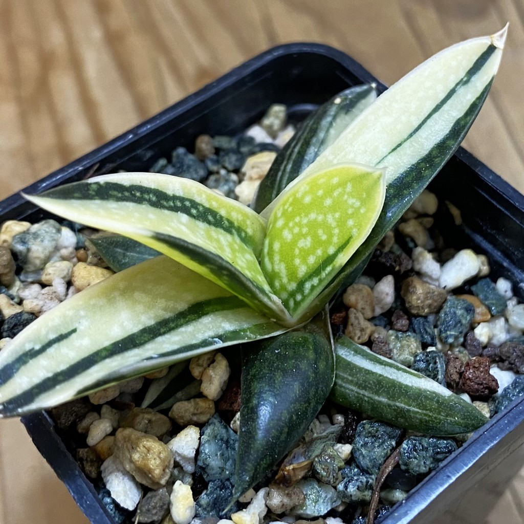 SH37021 Gasteria maculata f. variegata - Image 2