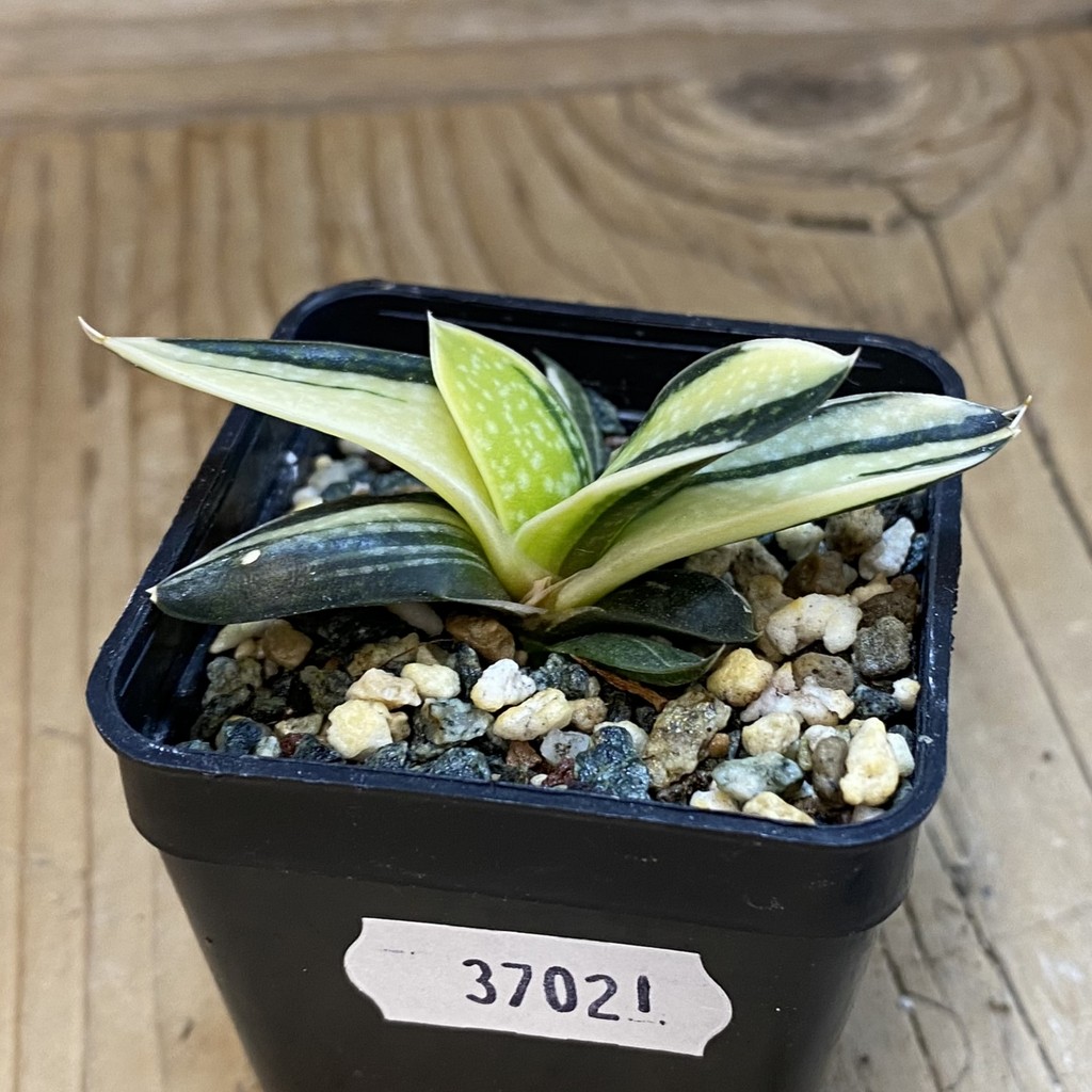 SH37021 Gasteria maculata f. variegata - Image 3