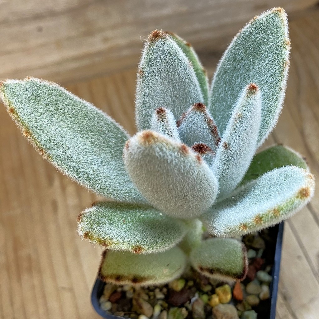 SH37022 Kalanchoe tomentosa